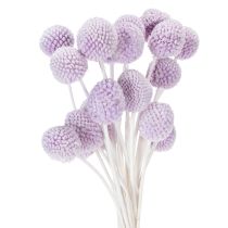 Artículo Flores secas de Craspedia para la decoración moderna de la mesa de tu hogar, 55cm, 20 piezas