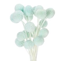 Artículo Flores secas de Craspedia, ramo decorativo para salón, decoración de mesa, boda, 55 cm, 20 piezas