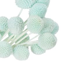 Artículo Flores secas de Craspedia, ramo decorativo para sala de estar, decoración de mesa, boda, 55 cm, 20 unidades.