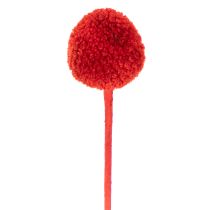 Artículo Flores de Craspedia secas, teñidas, con tallos largos, 55 cm, 20 unidades