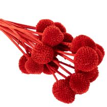 Artículo Flores de Craspedia secas, teñidas, con tallos largos, 55 cm, 20 unidades