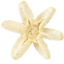 Artículo Flor decorativa blanqueada 12 uds