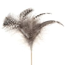 Artículo Plumas decorativas de gallina de Guinea punteadas sobre palo, naturales, L35 cm, 12 unidades