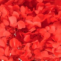 Artículo Hortensia decorativa flor seca preservada roja Ø20cm 1 ud