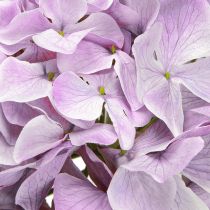 Artículo Decoración Hortensias Flores Artificiales Flor Púrpura Ø18cm 69cm 2uds
