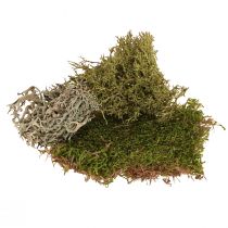 Artículo Musgo decorativo – musgo y líquenes reales para arreglos 250g