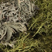 Artículo Musgo decorativo – musgo y líquen auténticos para arreglos florales 250 g