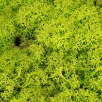 Artículo Deco musgo verde claro musgo de reno preservado 400g