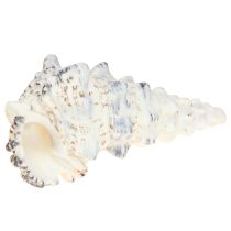 Artículo Conchas de caracol decorativas en blanco y negro, concha decoración natural 1kg
