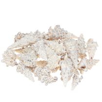 Artículo Conchas de caracol decorativas en blanco y negro, concha decoración natural 1kg