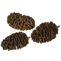 Artículo Piñas de aliso naturales para decorar 3-4cm 200g