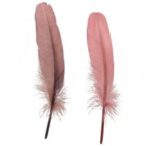 Plumas decorativas para manualidades Plumas reales de ave rosa palo 20g