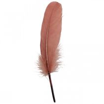 Plumas decorativas para manualidades Plumas reales de ave rosa palo 20g