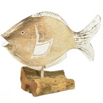 Artículo Peces decorativos soporte de madera sobre raíz decoración marítima 27cm