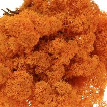 Artículo Musgo decorativo naranja musgo real para manualidades seco, teñido 500g