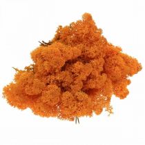 Artículo Musgo decorativo naranja musgo real para manualidades seco, teñido 500g