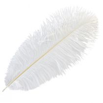 Artículo Plumas de Avestruz Decoración Exótica Plumas Blancas 32-35cm 4uds