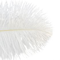 Artículo Plumas decorativas de avestruz, plumas reales, blanco, 38-40cm, 2 piezas