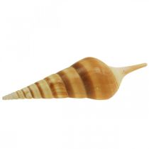 Caracol marítimo Deco puntiagudo 1kg