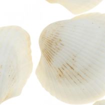 Deco Shell White Conchas reales en una red de rafia deco marítima 400g