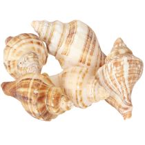 Artículo Conchas decoración crema marrón rayado 3cm–8cm 300g