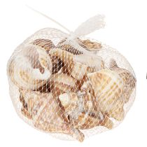 Artículo Conchas decoración crema marrón rayado 3cm–8cm 300g