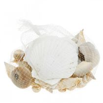 Artículo Conchas de caracol decorativas Caracoles de mar naturaleza Decoración marítima 350g