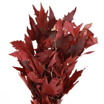 Artículo Ramas decorativas hojas de arce hojas decorativas de arce rojo 50-60cm 100g