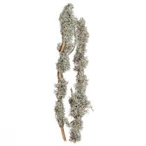 Artículo Ramas decorativas ramas decorativas de musgo gris ramas de líquenes 30-60cm 1kg