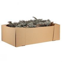 Artículo Ramas decorativas, musgo gris, ramas de líquenes, 30-60 cm, 1 kg