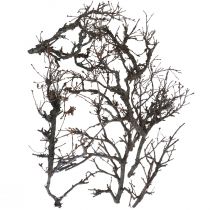 Deco ramas bonsai madera deco ramas 15-30cm 650g