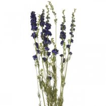 Delphinium seco, floristería seca, azul delphinium L64cm 25g