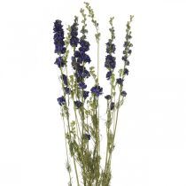 Artículo Delphinium seco, floristería seca, azul delphinium L64cm 25g