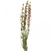 Flor seca delphinium, rosa delphinium, flores secas L64cm 25g