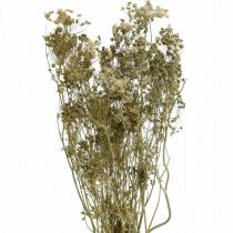 Artículo Flores secas eneldo floristería seca natural 50cm 20uds