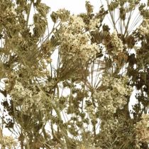 Artículo Flores secas eneldo floristería seca natural 50cm 20uds