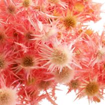 Rama decorativa de cardo seco Flores secas rosa empolvado 100g