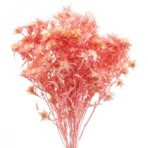 Rama decorativa de cardo seco Flores secas rosa empolvado 100g