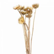 Rama decorativa seca de cardo Bergdistel Alpendistel 10St