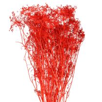 Artículo Flores secas de Umbelíferas rojas 70cm 150g