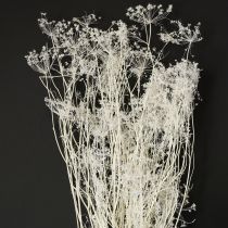 Artículo Umbelíferas flores secas blancas 70-80cm 150g