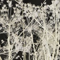 Artículo Umbelíferas flores secas blancas 70-80cm 150g