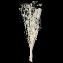 Artículo Flores secas de umbelífera (Umbellifera) blancas, 70-80 cm, 150 g