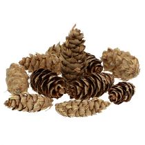 Artículo Conos Douglas 1,3kg