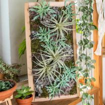 Echeveria 33cm verde claro
