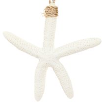 Artículo Percha marítima con decoración de estrella de mar real gris blanco 10-14cm 4ud