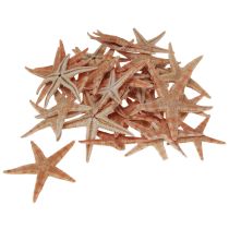 Artículo Decoración de mesa marítima con estrellas de mar jóvenes reales de 3,5-5 cm, 100 piezas