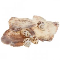 Artículo Conchas reales decoración de conchas de caracol, Concha de nácar Capiz 400g