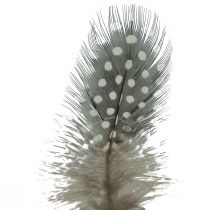 Artículo Plumas de gallina de guinea reales plumas decorativas naturales 4-12cm 100uds