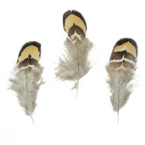 Artículo Plumas de pájaro reales plumas decorativas a rayas 3-4cm 60ud